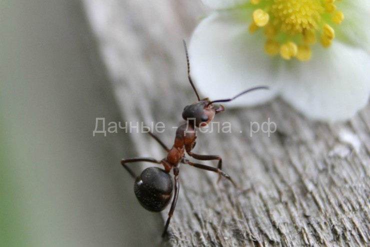 Методы, которые помогут вам вывести муравьев с огорода