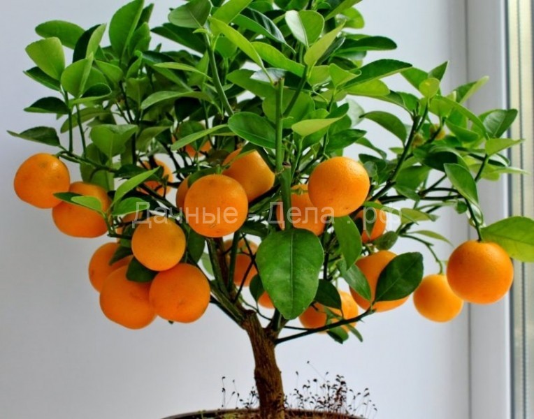 Маракуйя, лимоны, инжир и другие фрукты, которые можно вырастить у себя в квартире или на работе