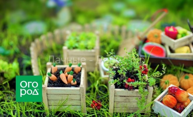 Мини-овощи в огороде и на подоконнике &ndash; стоит ли вообще их выращивать?
