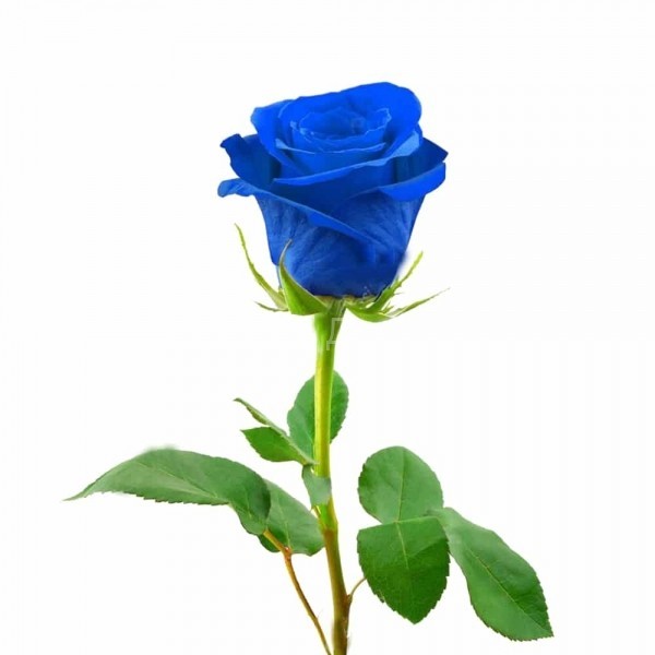 Роза: как применить цветок не по назначению