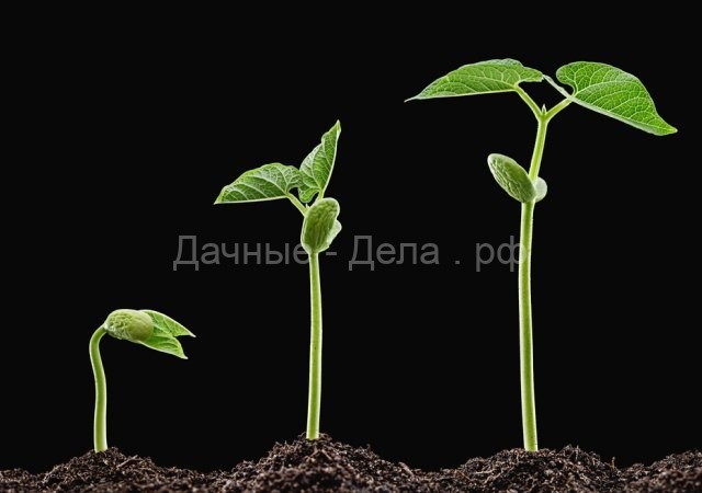 Как выбрать и вырастить фасоль &ndash; все о сортах и агротехнике