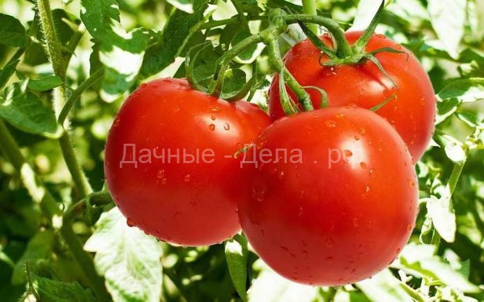 Какое удобрение для томатов выбрать чтобы получить хороший урожай помидоров? Источник: https://goodgrunt.ru/dacha/udobrenie-dlya-pomidorov.html