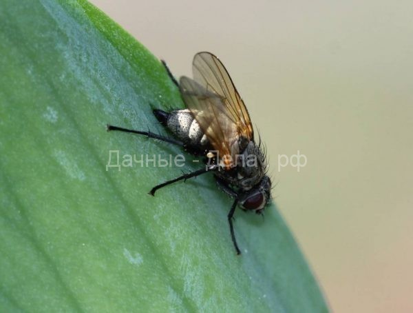Борьба с ирисовой мухой: практические рекомендации