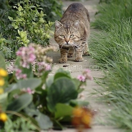 Как отпугнуть уличных котов от вашего сада