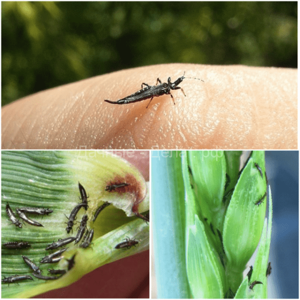 Полезные и вредные жуки в огороде &ndash; фото, описания и что с ними делать
