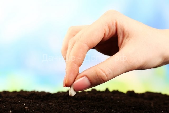 Как выбрать и вырастить фасоль &ndash; все о сортах и агротехнике