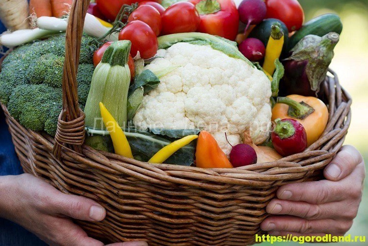 Как сохранить овощи свежими