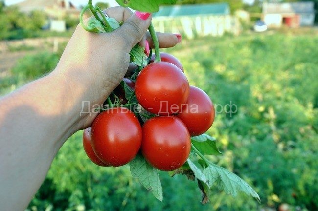 Пасынкование помидор в открытом грунте