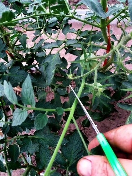 Что обязательно нужно удалять при цветении томатов