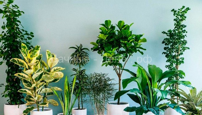 Секреты подкормки комнатных растений