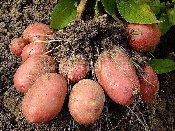 7 способов выращивания картофеля