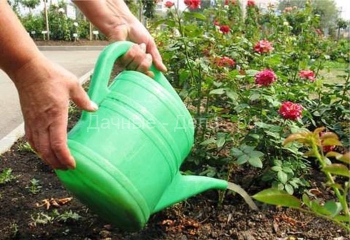 Как поливать сад в жаркие дни