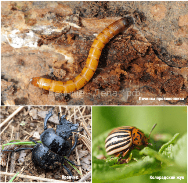 Полезные и вредные жуки в огороде &ndash; фото, описания и что с ними делать