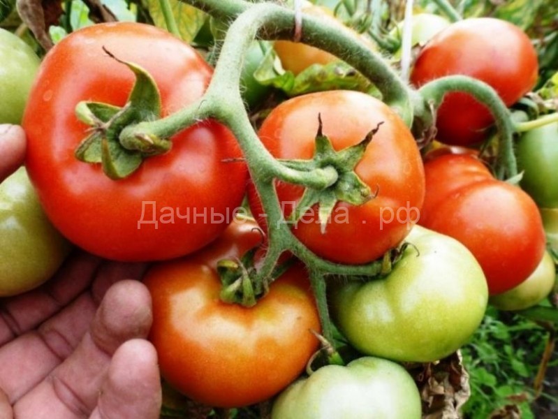 Янтарная кислота для помидоров и огурцов: советы по применению