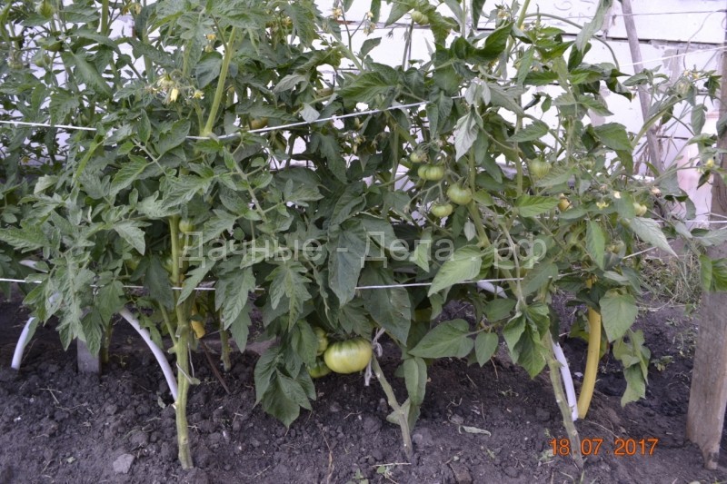 Зачем нужно удалять нижние листы у томатов на ранних сроках