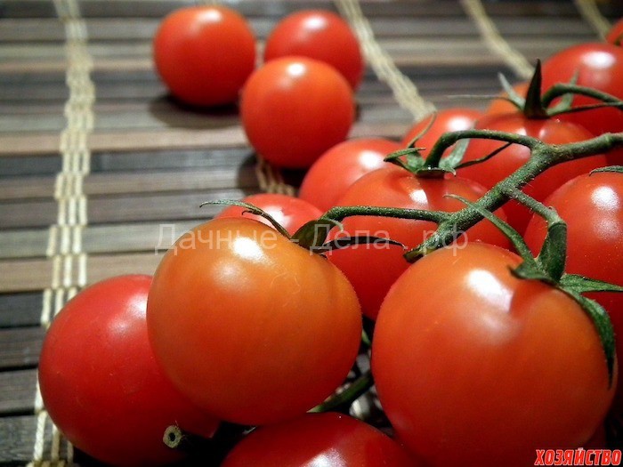 6 мифов о выращивании томатов