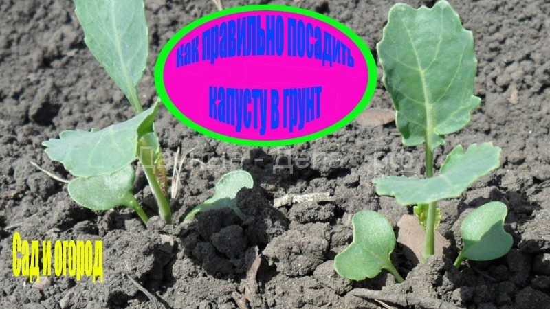 как правильно посадить капусту в грунт