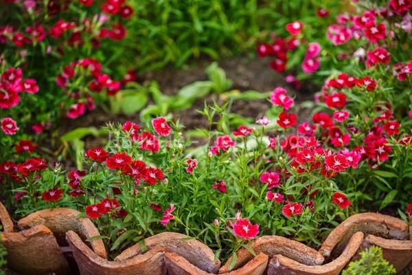 Все оттенки красного: подбираем «огненные» растения для декоративного огорода
