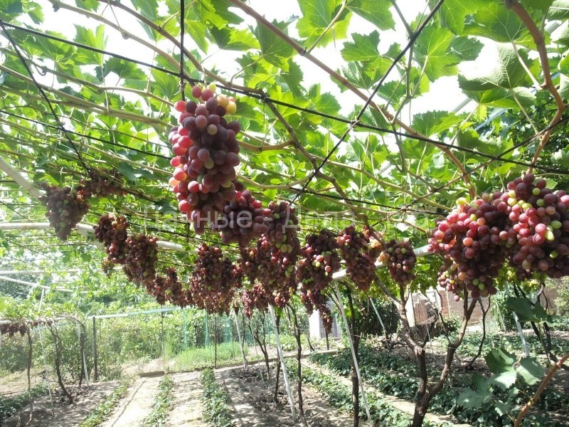 Как вырастить виноград на даче – несколько секретов