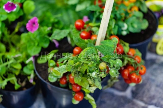 Мини-овощи в огороде и на подоконнике &ndash; стоит ли вообще их выращивать?