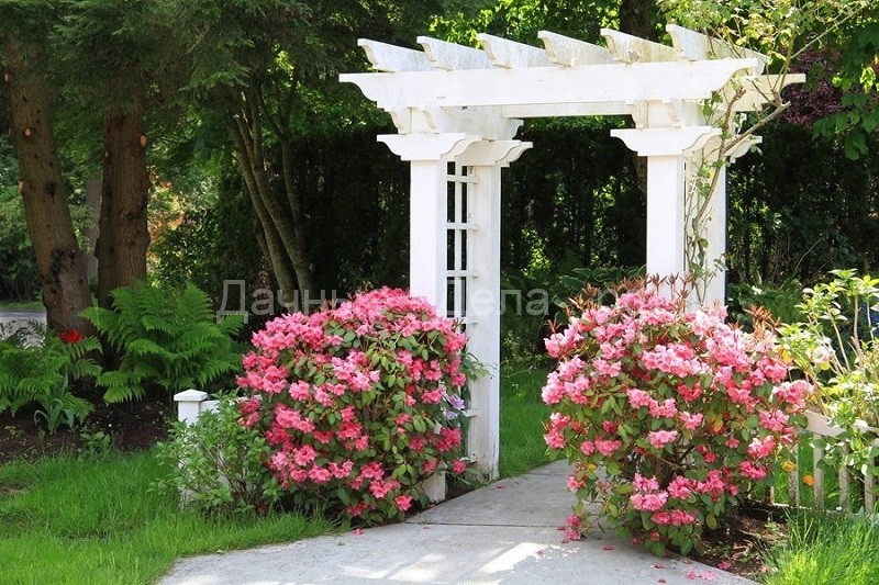Рододендрон &mdash; роскошное украшение любого сада!