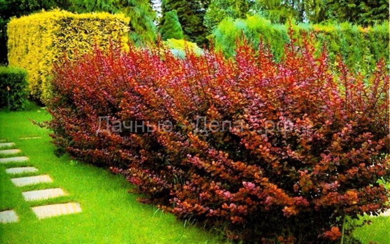 Чарующее великолепие сада: разноцветные кустарники на участке