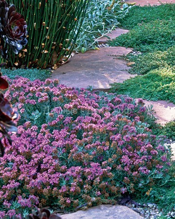 Как создать чудесный дикий сад: 5 секретов модной идеи + 50 подробных фото