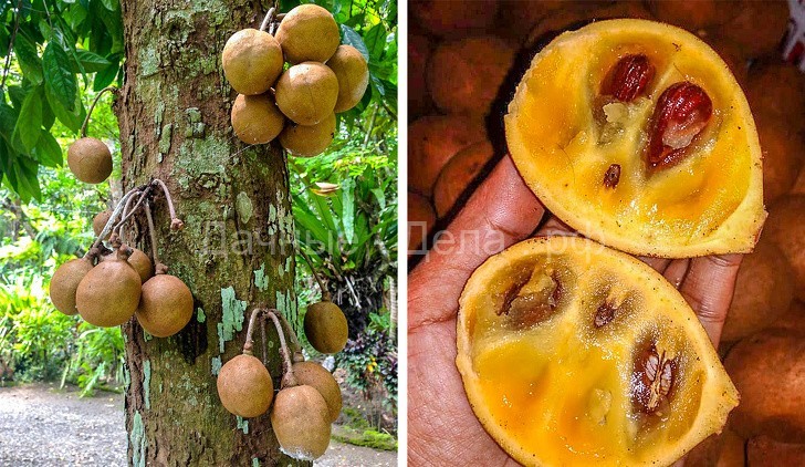 16 редких экзотических фруктов, которые вы увидите в первый раз
