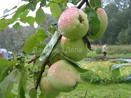 Яблони, груши и айва