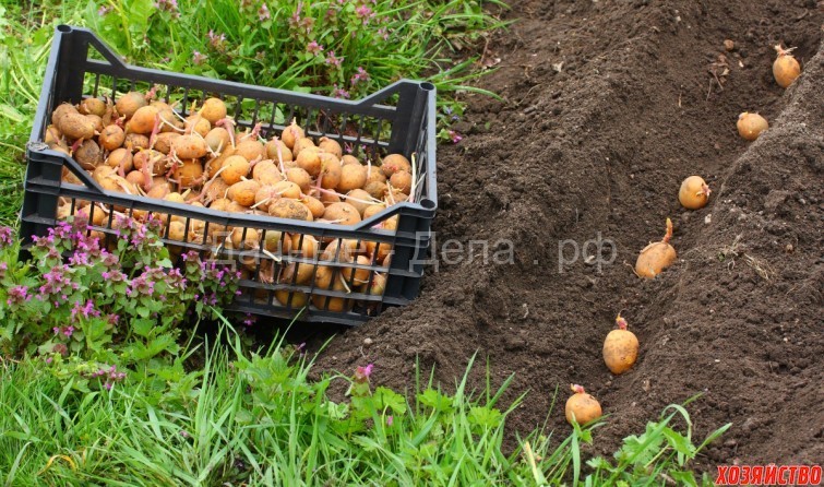 Сажаем картошку второй раз – в июле