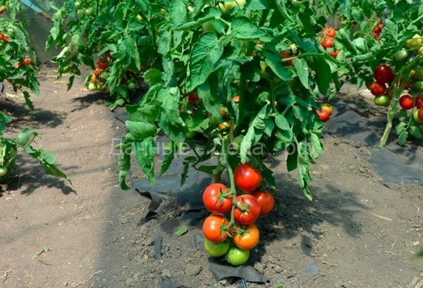 Как собрать двойной урожай скороспелых томатов