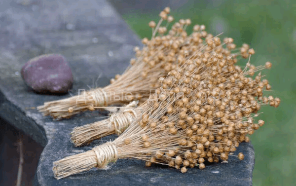 Лечебные свойства семян льна