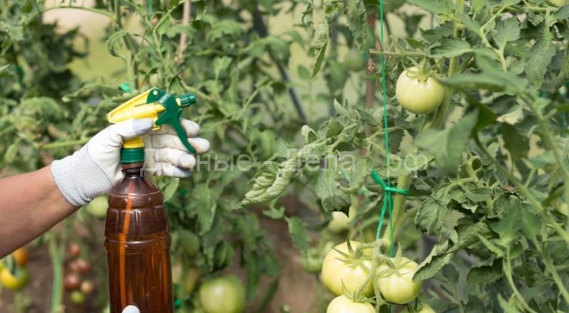 Формирование томатов: 5 наилучших способов