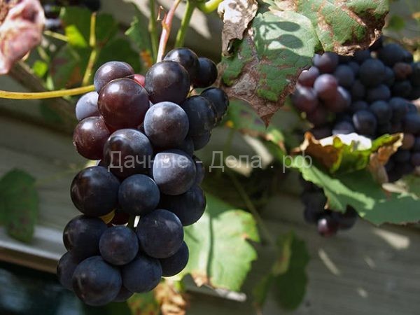 Как вырастить виноград на даче – несколько секретов