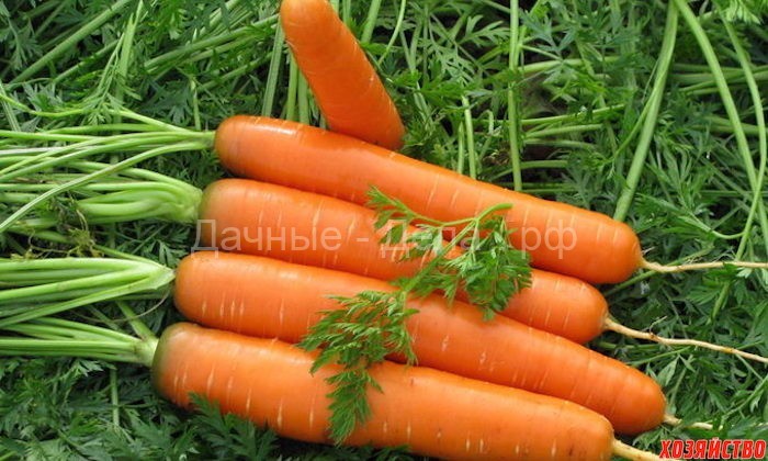 Главные секреты выращивания крупной морковки