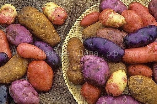 У каждого сорта картофеля свои особенности и уход