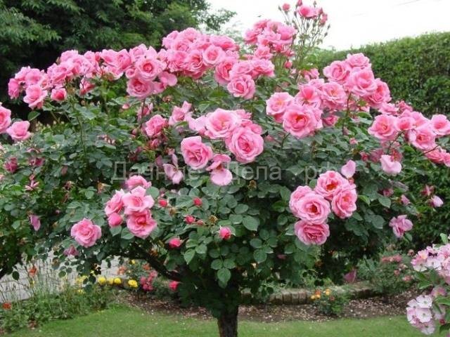 Календарь обработки роз: когда, как и чем обработать розы весной, летом и осенью