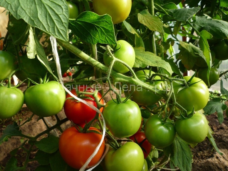 Мое открытие при выращивании томатов и не только
