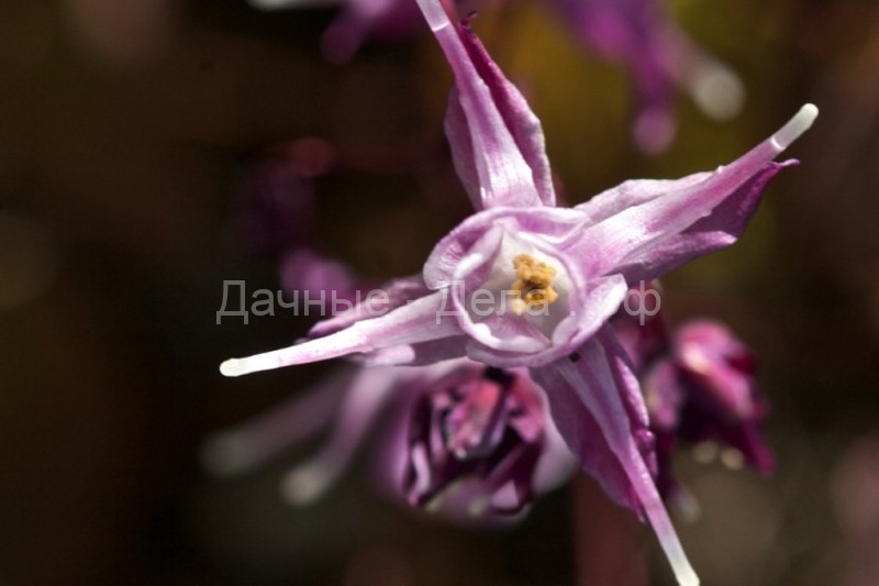 Горянка – удивительный цветок эльфов