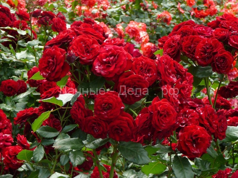 Календарь обработки роз: когда, как и чем обработать розы весной, летом и осенью