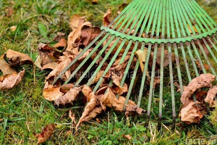 Как использовать опавшие листья в саду или на участке