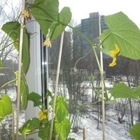 Огурцы дома на окне: выращивание огурцов на подоконнике зимой и не только.