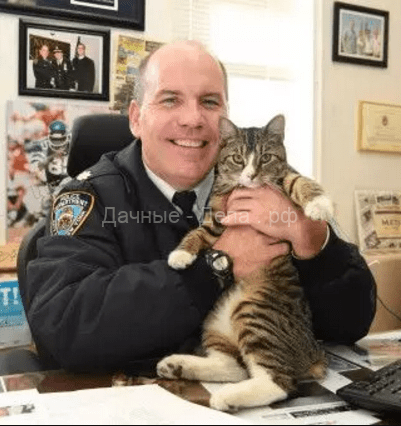 Полицейские Нью-Йорка приютили бездомного котёнка