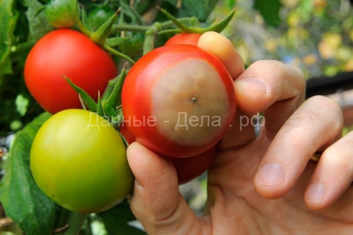 8 серьезных ошибок в уходе за томатами летом