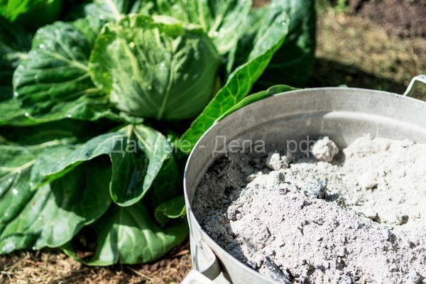 Чем подкармливать капусту, чтобы выросли тугие и вкусные кочаны