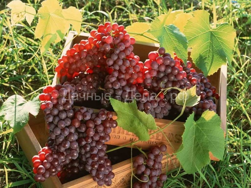 Как сохранить саженцы и черенки винограда