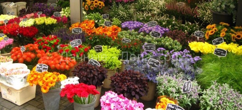 10 наиболее дорогих цветов в мире