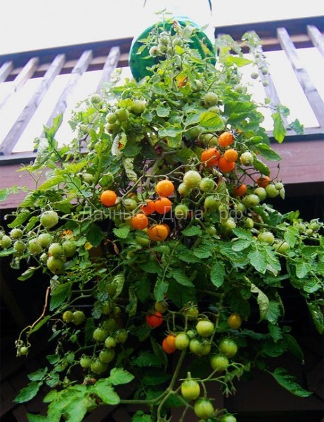 Огород вверх тормашками… или как выращивать овощи «вниз головой»