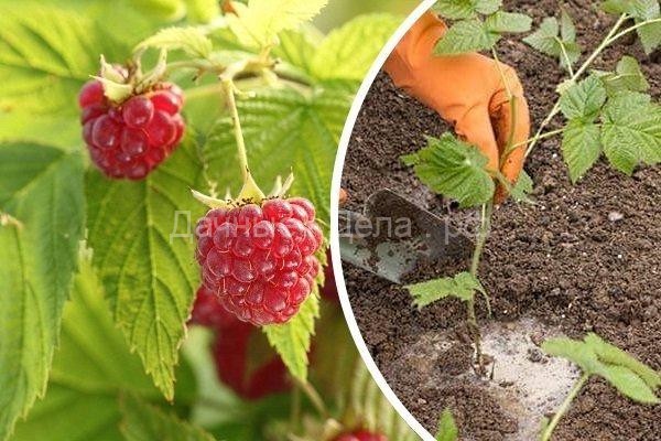 Чем лучше подкормить малину во время созревания ягод и после сбора урожая