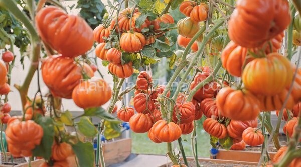 Что делать, если томаты не завязывают плоды? Простая подкормка